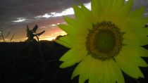Sunset Flower von Joel Furches
