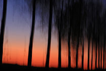 Bäume im Abendrot von Wolfgang Dufner