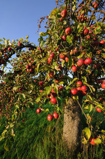 Reife Äpfel am Baum von Bertold Werkmann