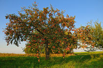 Apfelbaum von Bertold Werkmann