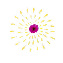 Yellow Flower von Jozef Zidarov