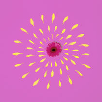 Pink Flower by Jozef Zidarov