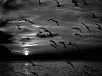 Silhouette of flying birds by Jozef Zidarov