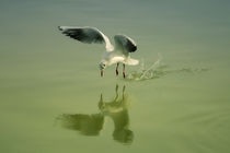 Flying bird by Jozef Zidarov