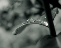 Drops in leaf by Jozef Zidarov