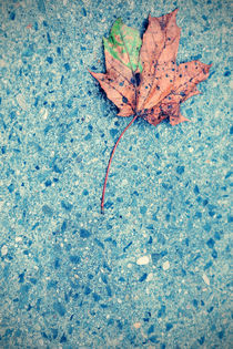 Leaf of plane tree alone on steet von phardonmedia