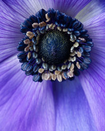 Purple Anemone by Colin Miller