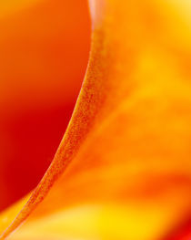 Red and Orange Calla Lily by Colin Miller
