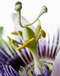 Passion Flower by Colin Miller