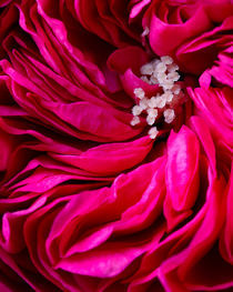 Garden Rose by Colin Miller