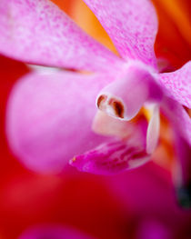 Vanda Orchid von Colin Miller