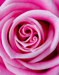 Pink Garden Rose by Colin Miller