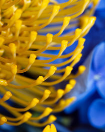 Yellow Pincushion Protea von Colin Miller