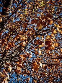 Fall in Central Park von Darren Martin