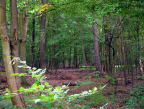 Wald von Thomas Brandt