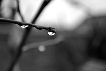 Dew Drop by Nick Flegg