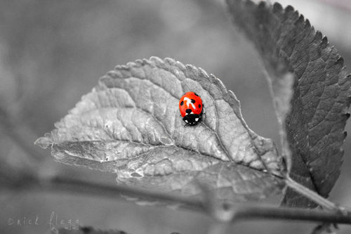 Ladybug-b-w