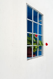 Red Flower - Mykonos, Greece von Colin Miller