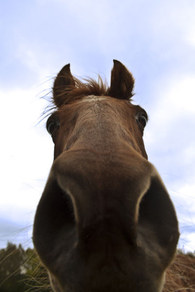 Horse-up-nostril-artflakes-hq
