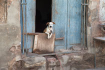 Dog in Havana, Cuba von Colin Miller