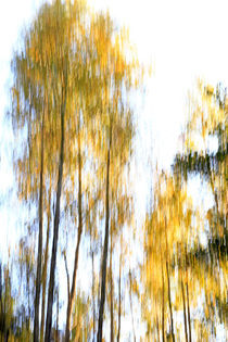 Golden Trees von Wolfgang Dufner