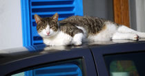 Katze auf dem Autodach von Thomas Brandt