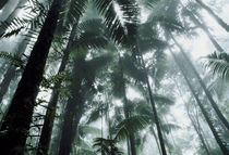 Misty jungle von Nicklas Wijkmark