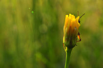 Hide and Seek with a Grasshopper by Tiberiu Calin  Gabor