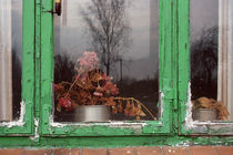 Window with peeling paint by Palle Smith-Petersen