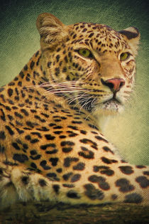 Leopard  von AD DESIGN Photo + PhotoArt