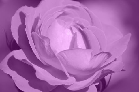 Rose-violet