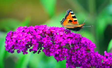 Schmetterling-monarch-2