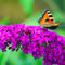 Schmetterling-monarch-2
