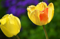 Tulpen von Thomas Brandt