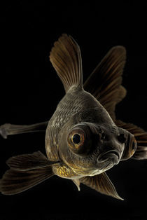 Big eyes black goldfish by Nicklas Wijkmark