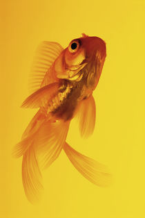 Yellow goldfish von Nicklas Wijkmark