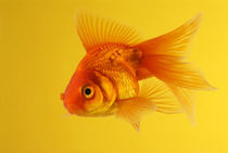 Yellow goldfish by Nicklas Wijkmark