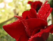 Rose Red von Marina Herceg