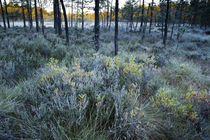 Frosty forest morning von Nicklas Wijkmark