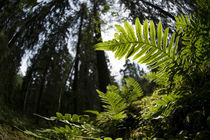 Ferns in deep forest von Nicklas Wijkmark