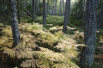 Deep forest von Nicklas Wijkmark