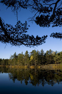 Small forest lake von Nicklas Wijkmark
