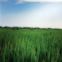 rice landscape by Vsevolod  Vlasenko
