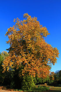Tulpenbaum im Herbst by Wolfgang Dufner
