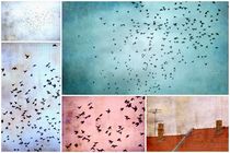 Bird Stories by Friederike Alexander