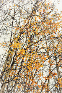 the whispering of the trees  by Priska  Wettstein