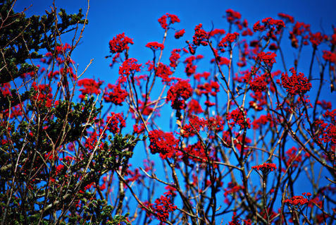 Red-branches