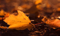 Fallen leaves by Jana Behr