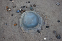 Qualle auf Sand von Michael Beilicke