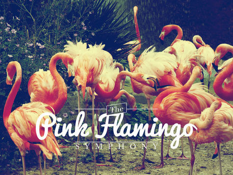 Pink-flamingo-symphony